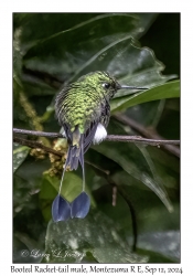 Booted Racket-tail male