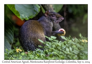 Central American Agouti