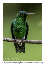 Steely-vented Hummingbird male
