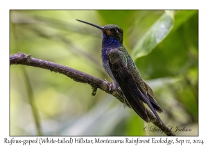 Rufous-gaped (White-tailed) Hillstar