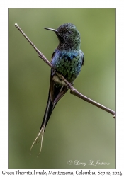 Green Thorntail male