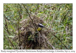 Rusty-margined Flycatcher