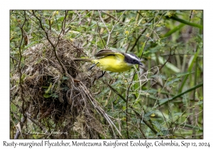 Rusty-margined Flycatcher