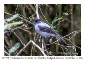 Torrent Tyrannulet