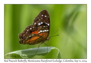 Red Peacock Butterfly