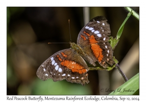 Red Peacock Butterfly