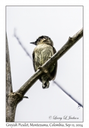 Greyish Piculet