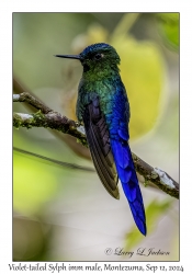 Violet-tailed Sylph immature male