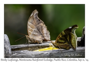 Stinky Leafwings
