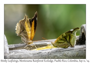 Stinky Leafwings