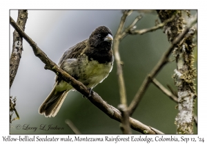 Yellow-bellied Seedeater male