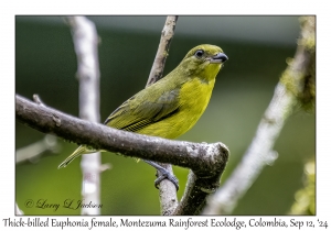 Thick-billed Euphonia female