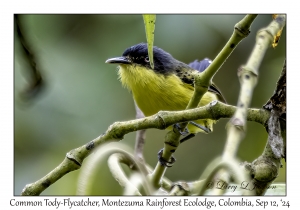 Common Tody-Flycatcher