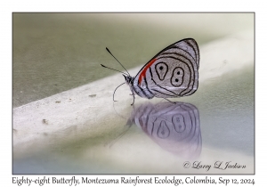Eighty-eight Butterfly