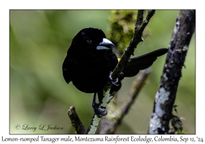 Lemon-rumped Tanager male