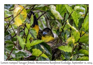 Lemon-rumped Tanager female
