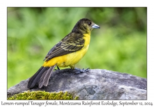Lemon-rumped Tanager female