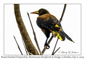 Russet-backed Oropendola
