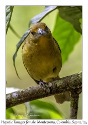Hepatic Tanager female
