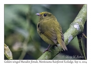 Golden-winged Manakin female