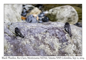 Black Phoebes