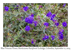 Blue Princess Flowers