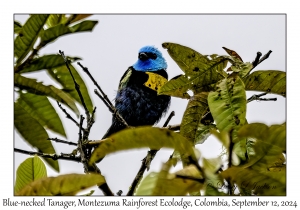Blue-necked Tanager