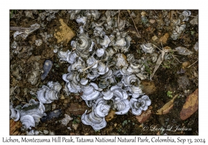 Lichen