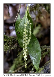 Unknown Orchid