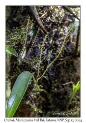 Unknown Orchid