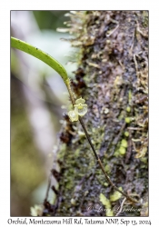 Unknown Orchid