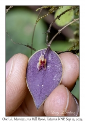 Orchid