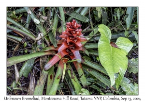 Unknown Bromeliad