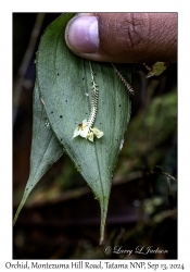 Orchid