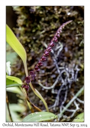 Unknown Orchid