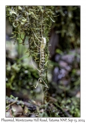 Spikey Stick Insect
