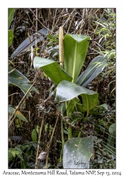 Araceae