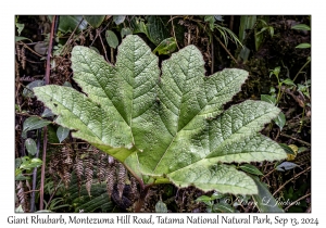 Giant Rhubarb