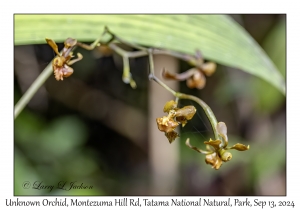 Unknown Orchid