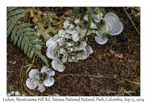 Lichen
