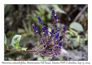 Monnina solandrifolia