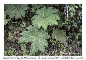 Gunnera brephogea