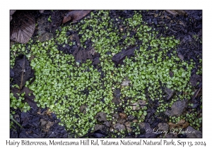 Hairy Bittercress