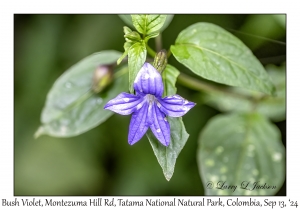 Bush Violet