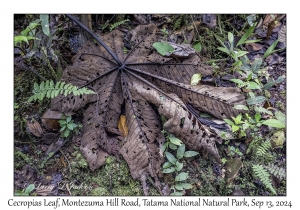 Cecropia Leaf