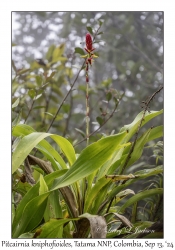 Pitcairnia kniphofioides