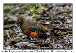 Masked Trogon female