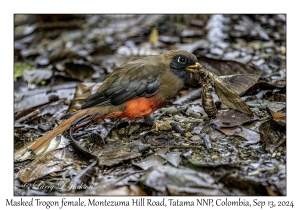 Masked Trogon female
