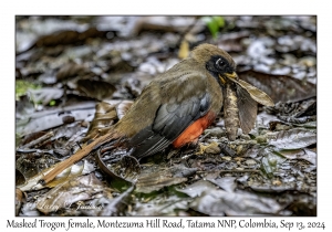 Masked Trogon female