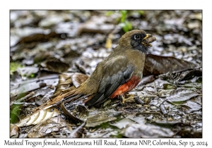 Masked Trogon female
